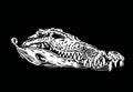 Graphical white silhouette of crocodile skull on black background,3D illustration