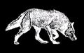 Graphical wolf walking isolated on black background,vector illustration