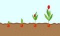 Plant growing stages. Timeline infographic of planting tree process Royalty Free Stock Photo