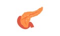 Pancreas human internal organ logo