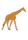 Graphics drawing giraffe vector illustration