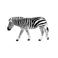 Graphics image animal zebra vector illustration isolated white background