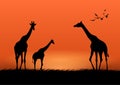 Graphics image giraffe at the forest with twilight silhouette background vector illustration Royalty Free Stock Photo