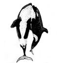 graphics killer whales drawn with dots