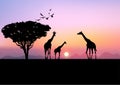 Graphics landscape view giraffe at the forest with mountain background and twilight silhouette vector illustration Royalty Free Stock Photo