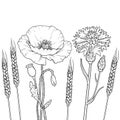 The graphics outline floristic flowers, poppy, cornflower, wheat Royalty Free Stock Photo