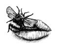 Graphics sketch. Bumblebee sits on sexy lips Royalty Free Stock Photo