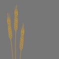 Graphics yellow wheat ears on a gray background
