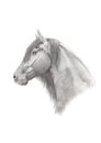 Graphite Pencil Drawing of a Friesian Horse