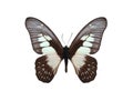 Graphium agamedes (Westwood's white-lady)