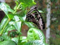 Graphium Agamemnon butterfly inside the Dubai Butterfly Garden