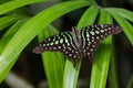 Graphium agamemnon, tailed jay