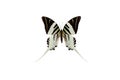 Graphium Androcles Swordtail Swallowtail Butterfly