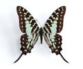 Graphium antheus (Large Striped Swordtail) Royalty Free Stock Photo