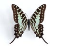 Graphium antheus (Large Striped Swordtail)