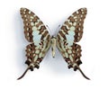 Graphium antheus (Large Striped Swordtail)