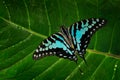 Graphium antheus, large striped swordtail, butterfly grom Papilionidae swallowtails, found in tropical and sub-Saharan Africa.