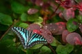 Graphium antheus, large striped swordtail, butterfly from Papilionidae swallowtails, found in tropical and sub-Saharan Africa.