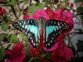 a graphium doson butterfly perched on a Bougenville flower