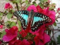 a graphium doson butterfly perched on a Bougenville flower sucking honey