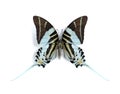 Graphium (Pathysa) androcles (underside) Royalty Free Stock Photo