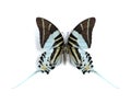 Graphium (Pathysa) androcles (underside)