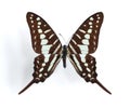 Graphium policenes (Small Striped Swordtail) Royalty Free Stock Photo