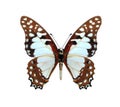 Graphium pylades (underside)