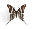 Graphium rhesus (Rhesus Swallowtail)