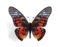 Graphium ridleyanus