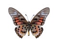 Graphium ridleyanus (underside)