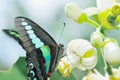 Graphium sarpedon connect butterfly, insect, pomelo flower, nature