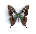 Graphium weiskei (Purple Spotted Swallowtail)