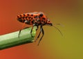 Graphosoma insect on a stick Royalty Free Stock Photo