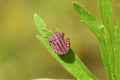 Graphosoma italicum , red and black striped stink bug , Pentatomidae Royalty Free Stock Photo