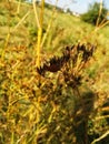 Graphosoma italicum is a species of shield bug in the family Pentatomidae, Royalty Free Stock Photo