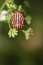 Hemipteros, Insects in their natural environment. Macro photography.