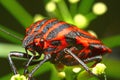 Graphosoma Lineatum