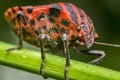 Graphosoma Lineatum