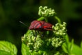 graphosoma lineatum bug with fly on plant background Royalty Free Stock Photo