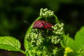 graphosoma lineatum bug with fly on plant background Royalty Free Stock Photo