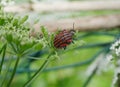 Graphosoma lineatum bug with fly
