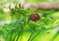 Graphosoma lineatum bug with fly Royalty Free Stock Photo