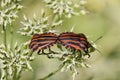 Graphosoma lineatum, Italian Striped-Bug, Minstrel Bug