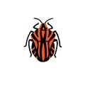 Graphosoma lineatum, minstrel bug. Realistic shield beetle. Red insect with black stripes. Stink small striped animal