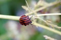 Graphosoma lineatum in the nature Royalty Free Stock Photo