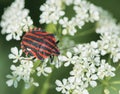 Red and Black Striped Beetle on the flower.