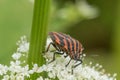 Graphosoma Lineatum. Shield bug, Macro. Shallow DOF. Royalty Free Stock Photo