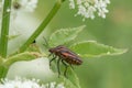 Graphosoma Lineatum. Shield bug, Macro. Shallow DOF. Royalty Free Stock Photo