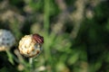 Graphosoma lineatum species of shield bug, Italian striped bug or minstrel bug on the bud of yellow cornflower Royalty Free Stock Photo